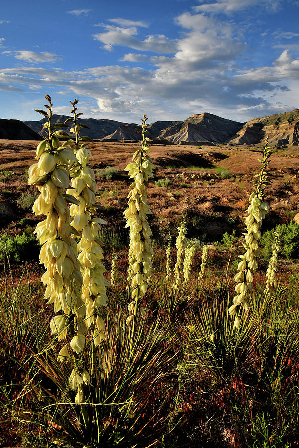 Yuccas Bloom along 271/4 Road in Book Cliffs Photograph by Ray Mathis