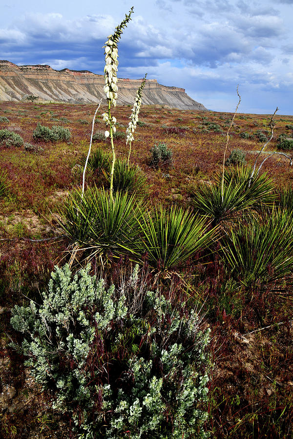 Yuccas Bloom at Book Cliffs Photograph by Ray Mathis