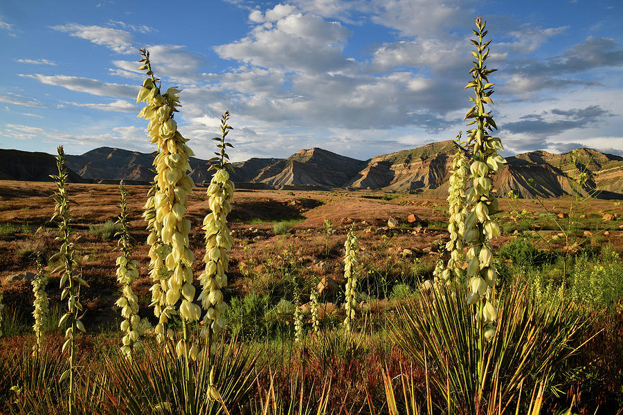 Yuccas Bloom in Book Cliffs Desert Photograph by Ray Mathis