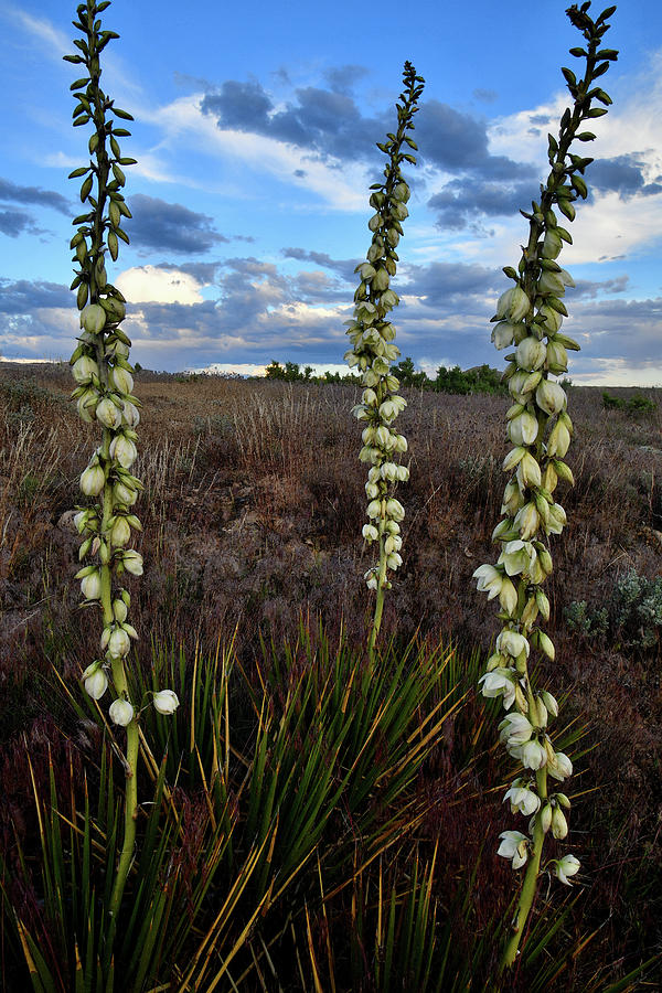 Yuccas Bloom under Evening Sky Photograph by Ray Mathis