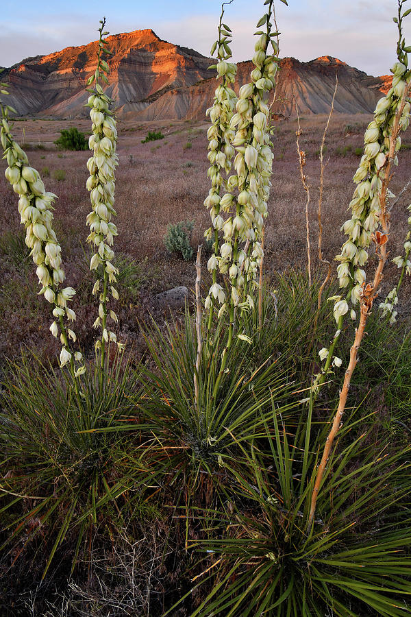 Yuccas Blooming at Sunset in Book Cliffs Photograph by Ray Mathis