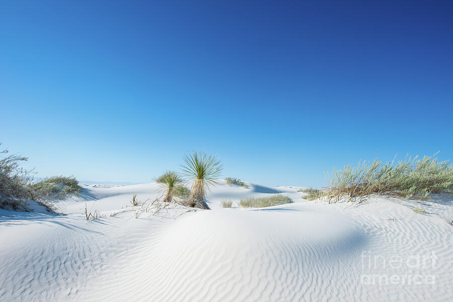 Yuccas In White Sand N M Photograph By Bee Creek Photography - Tod And 