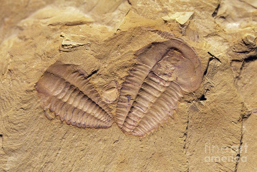 Prehistoric Photograph - Yunanocephalus And Wutingaspis by Sinclair Stammers/science Photo Library