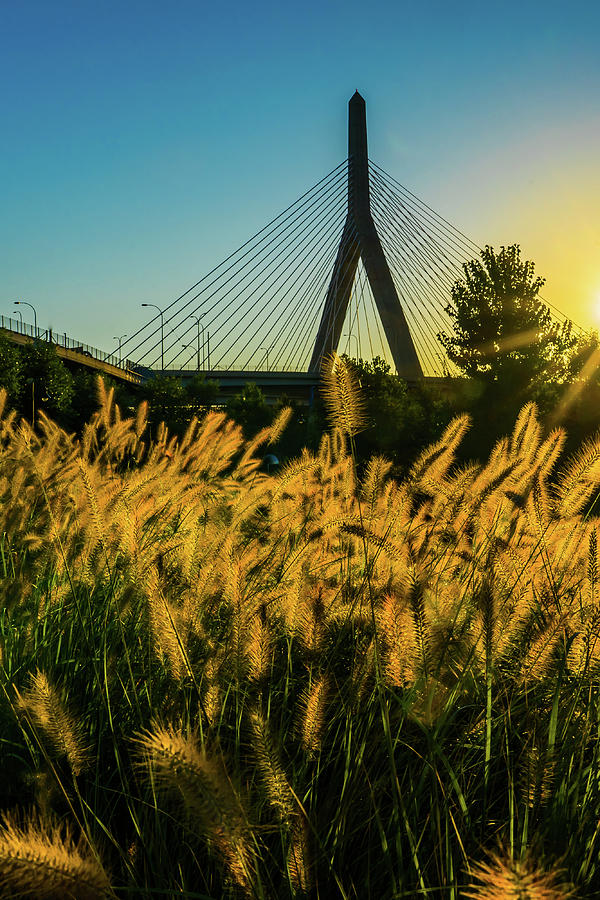 Zakim By The Meadow Photograph by DiGiovanni Photography