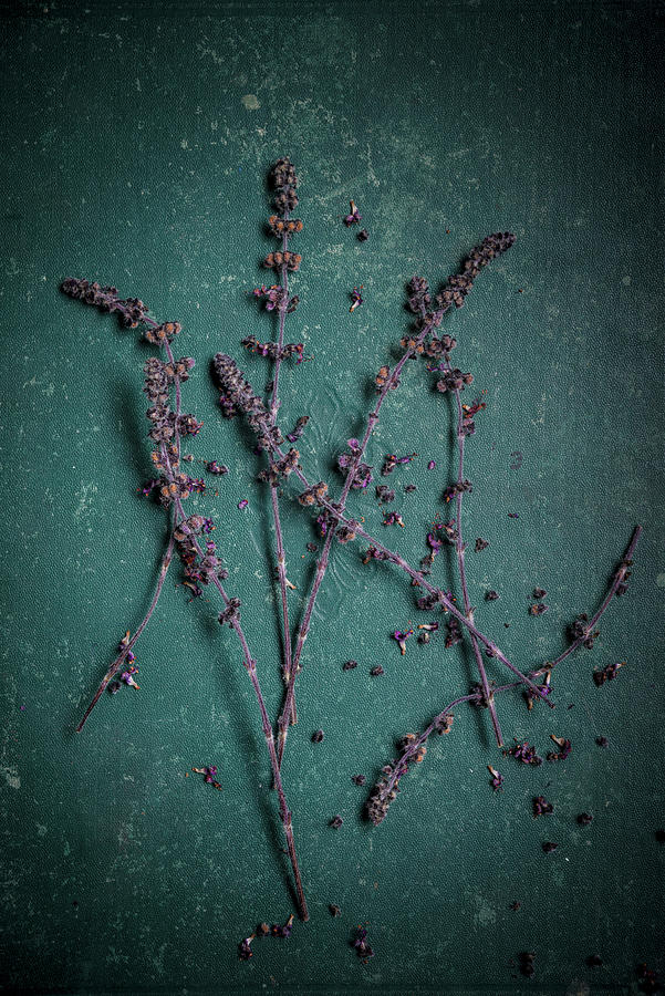 Zalotti Blossoms Photograph by Nitin Kapoor
