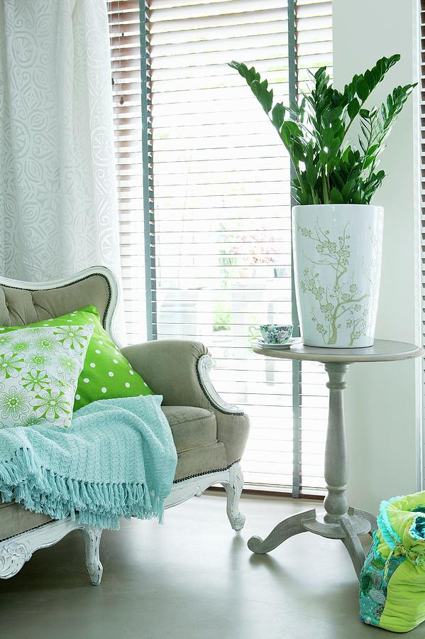 Zamioculca house Plant On Side Table Next To Sofa And Window Photograph