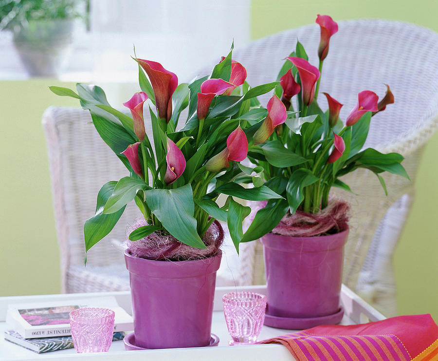 Zantedeschia kalla Red Flowering In Lilac Pots Photograph by Friedrich ...