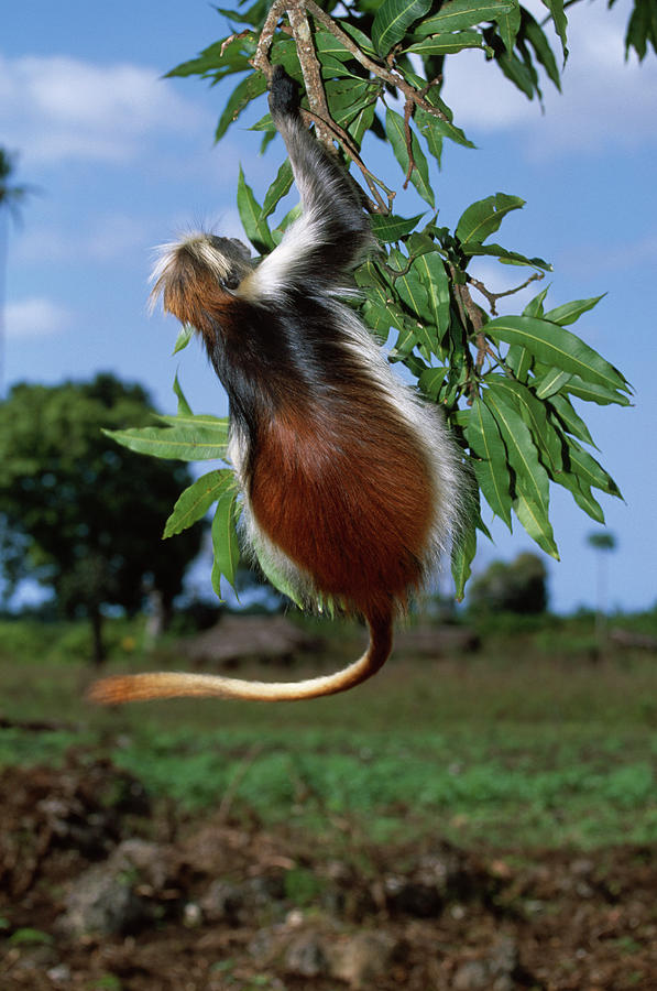 Zanzibar Red Colobus Monkey Procolobus Photograph by Nhpa