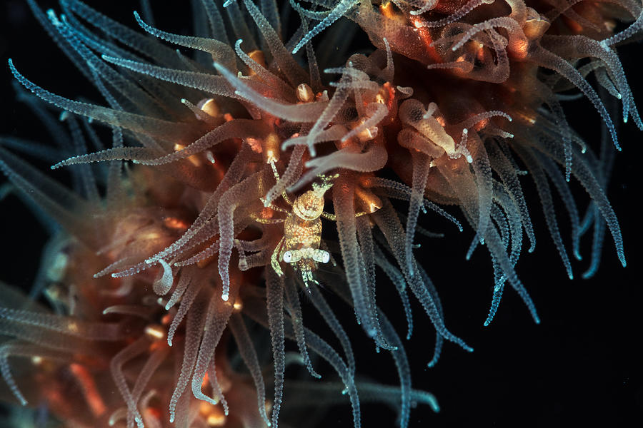 Zanzibar Whip Coral Shrimp Photograph by Barathieu Gabriel