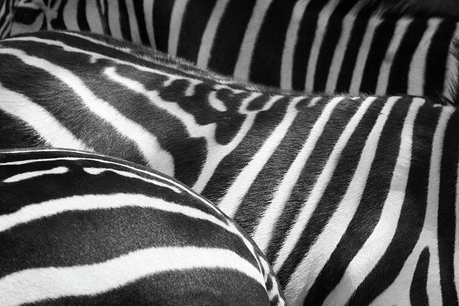 Zèbres - Striped - Zebra Photograph by Le Dieu Of Volcanoes