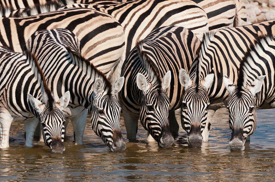 Black And White Digital Art - Zeal Of Burchells Zebras (equus Burchellii) Drinking At Waterhole, Etosha National Park, Namibia by Delta Images