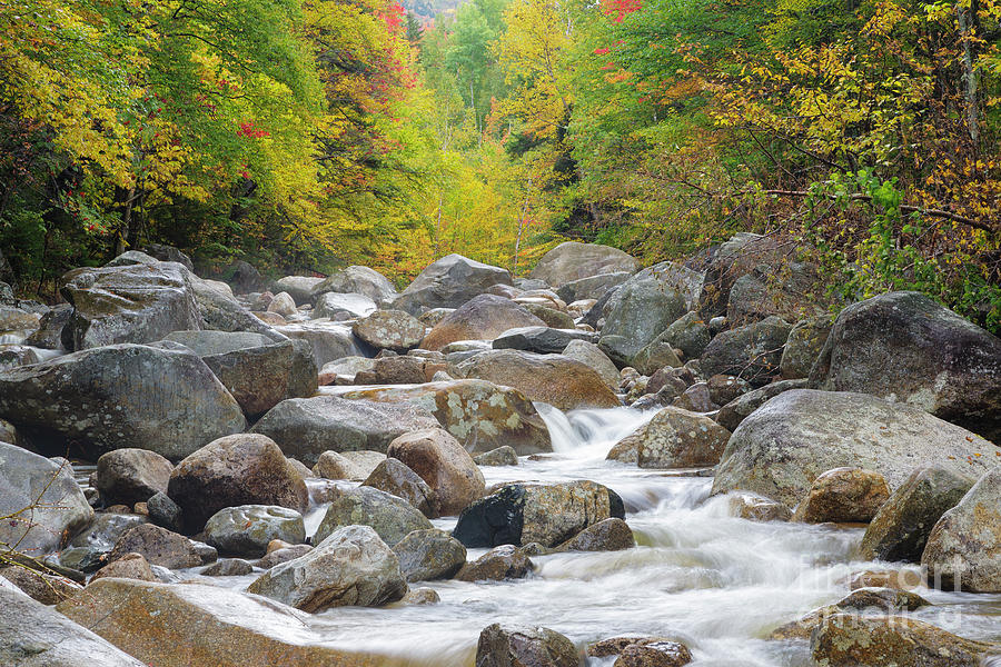 Zealand River - White Mountains, New Hampshire Photograph by Erin Paul Donovan