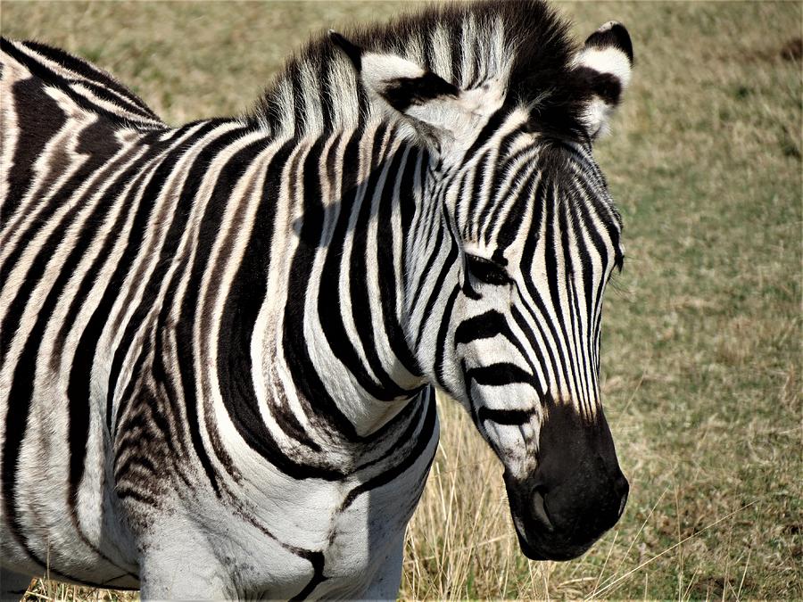 Zebra 1 Photograph by Vijay Sharon Govender