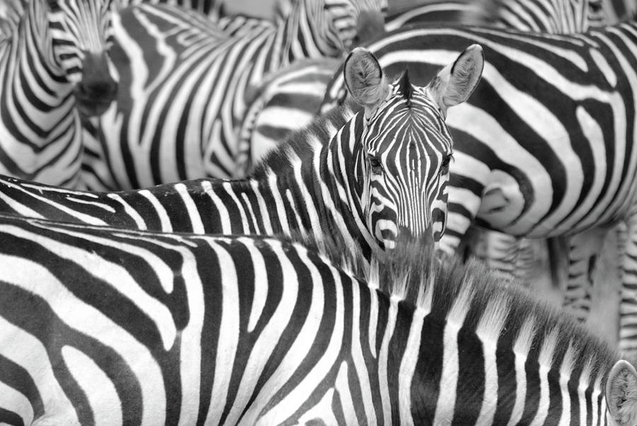 Zebra Abstract Photograph by A World Of Natural Diversity By Paul Shaw