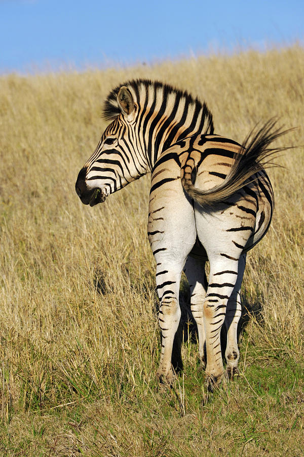 Zebra, Addo Elephant Park, Porth Elizabeth, South Africa Photograph by Rolf Frei