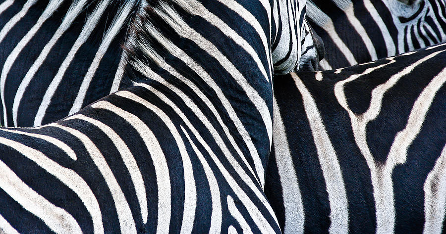 Zebra Photograph by Albert Photo