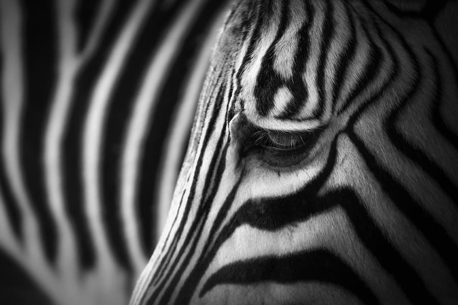 Zebra Photograph by Alex Zhao