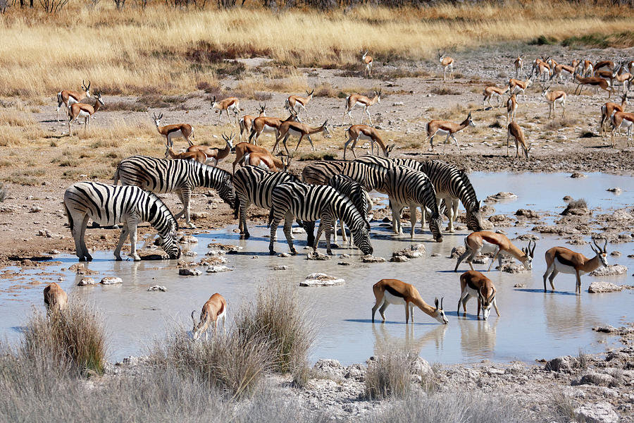 Zebra And Springbok Drinking At A Photograph by Jlr