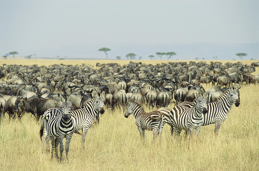 Zebra And Wildebeest On Plain Photograph by Gallo Images-daryl Balfour