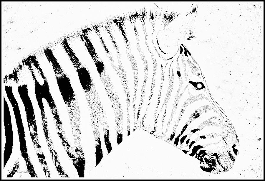 Zebra, Animal Portrait Digital Art by A Macarthur Gurmankin