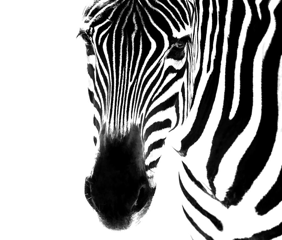 Zebra Art BW Photograph by Athena Mckinzie