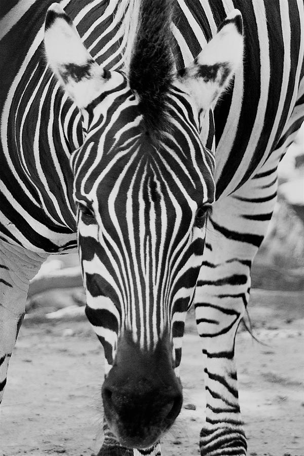 Black And White Photograph - Zebra Beauty by Mary Ann Artz