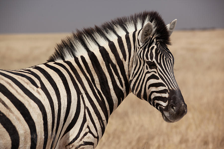Zebra Photograph by Bjarte Rettedal