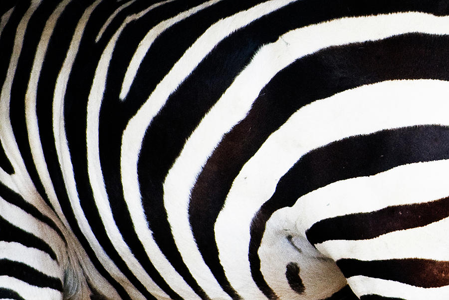 Zebra Photograph by Boaz Rottem