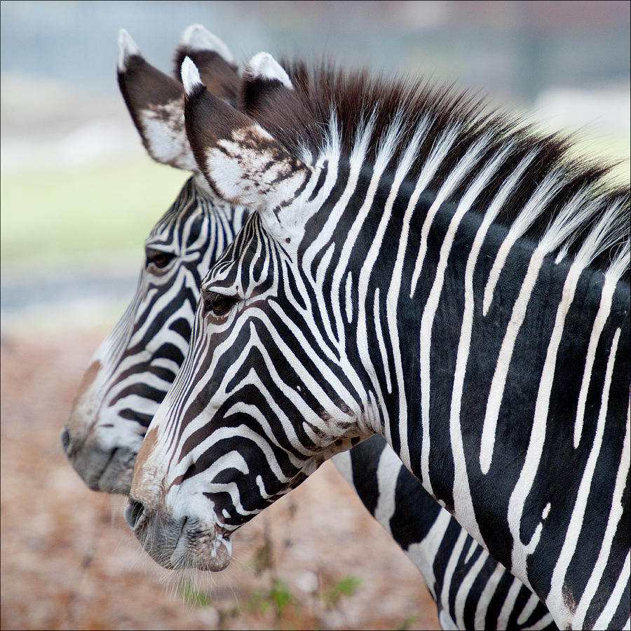 Zebra Photograph by Bronco - J. Heiligensetzer