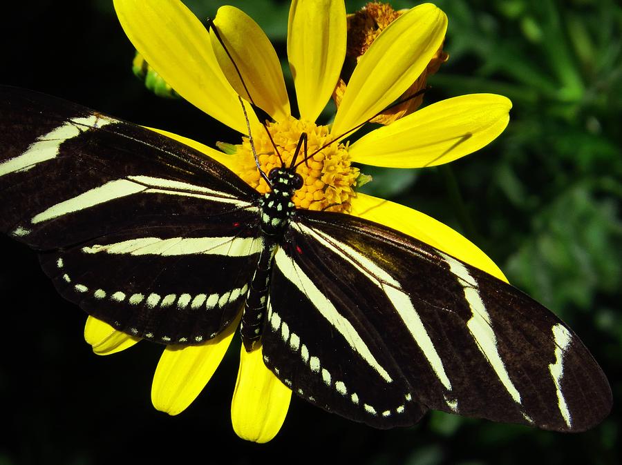 Zebra Butterfly on Yellow  Photograph by Lori Frisch