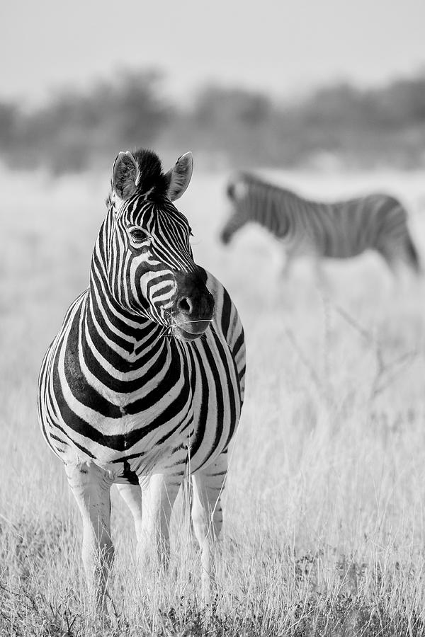 Wildlife Photograph - Zebra Bw by Hannes Bertsch