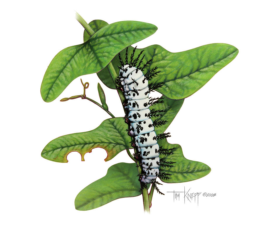 Zebra Caterpillar Painting - Zebra Caterpillar by Tim Knepp
