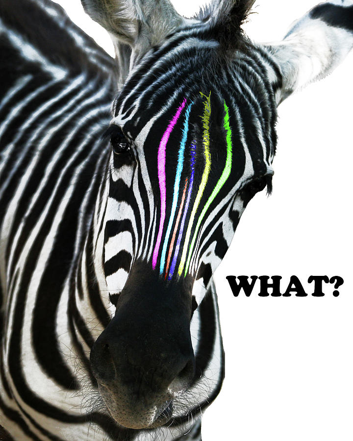 Zebra Photograph - Zebra Colors by Willow Way Studios, Inc.