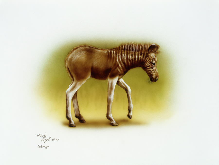 Zebra Colt Painting by Beverly Doyle