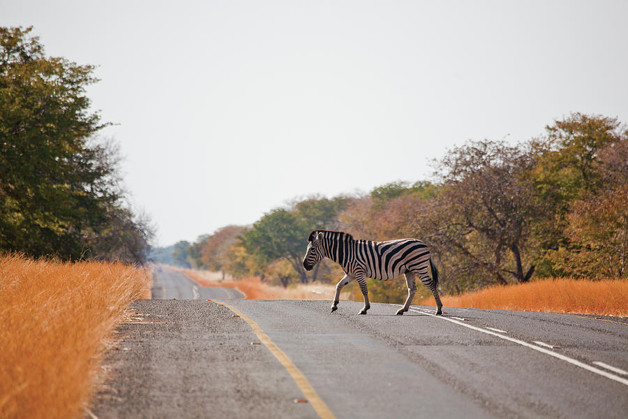 Zebra Crossing Photograph by © Marcus Visic