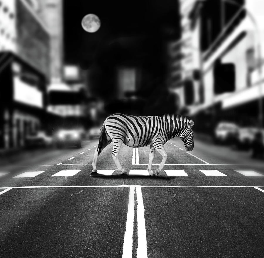 Zebra Crossing Photograph by By Sigi Kolbe