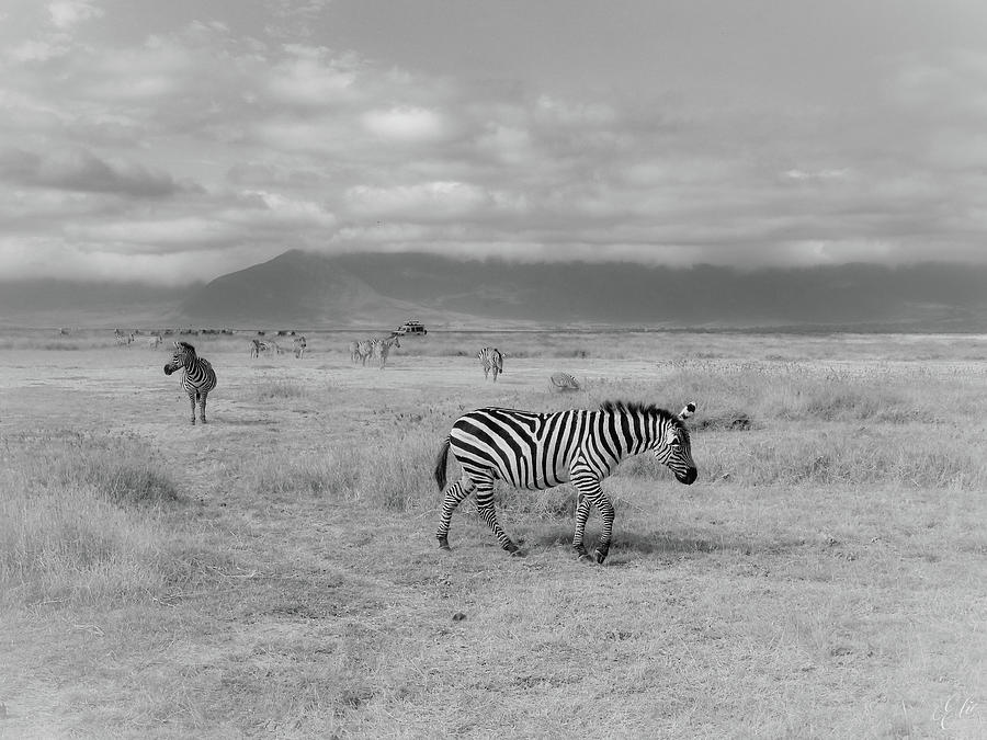ZEBRA CROSSING by Elie Wolf ZEBRA CROSSING by Elie Wolf