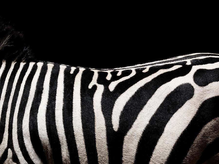 Zebra, Deatil Og Back Photograph by Henrik Sorensen