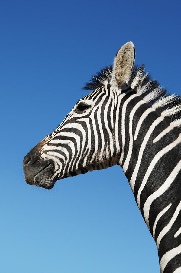 Zebra Equus Burchellii Against Blue Photograph by Martin Barraud