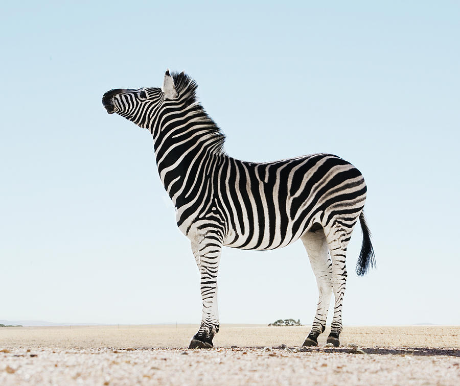 Zebra Equus Burchellii In Open Photograph by Martin Barraud