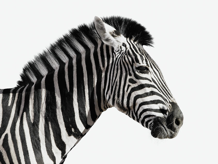 Zebra Equus Burchellii, Side Vew Photograph by Martin Barraud