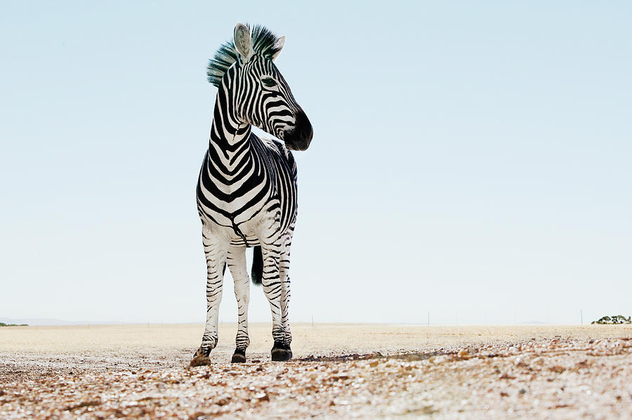 Zebra Equus Burchellii Standing In Open Photograph by Martin Barraud