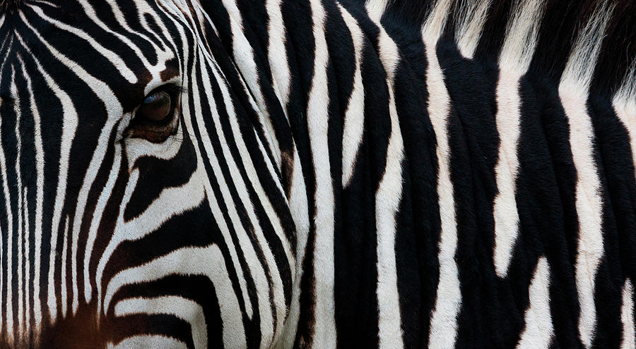 Zebra, Equus Quagga Burchellii Photograph by Mint Images/ Art Wolfe