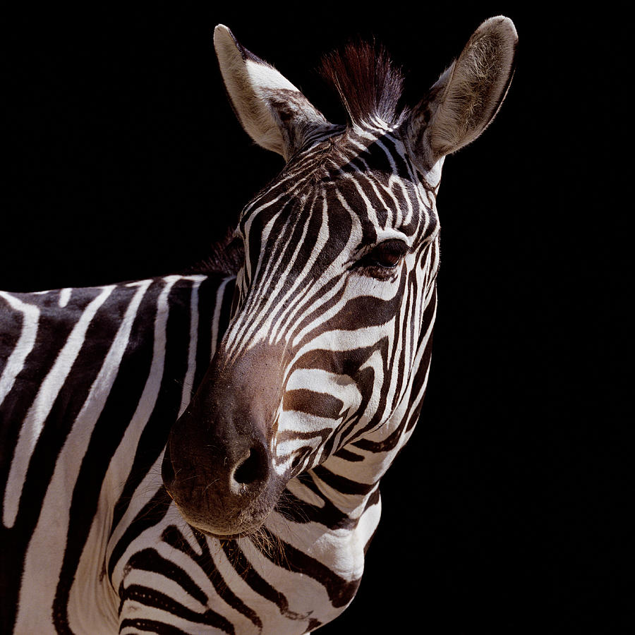 Zebra Equus Sp., Close-up Photograph by Chad Baker/jason Reed/ryan Mcvay Zebra Equus Sp., Close-up Photograph by Chad Baker/jason Reed/ryan Mcvay