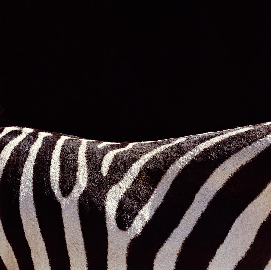 Sp detail. Зебра Equus Zebra. Киностудия Зебра.