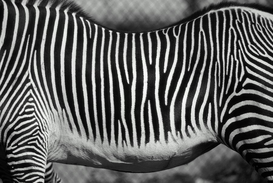 Zebra Equus Sp. Mid Section, Close-up Photograph by Henry Horenstein