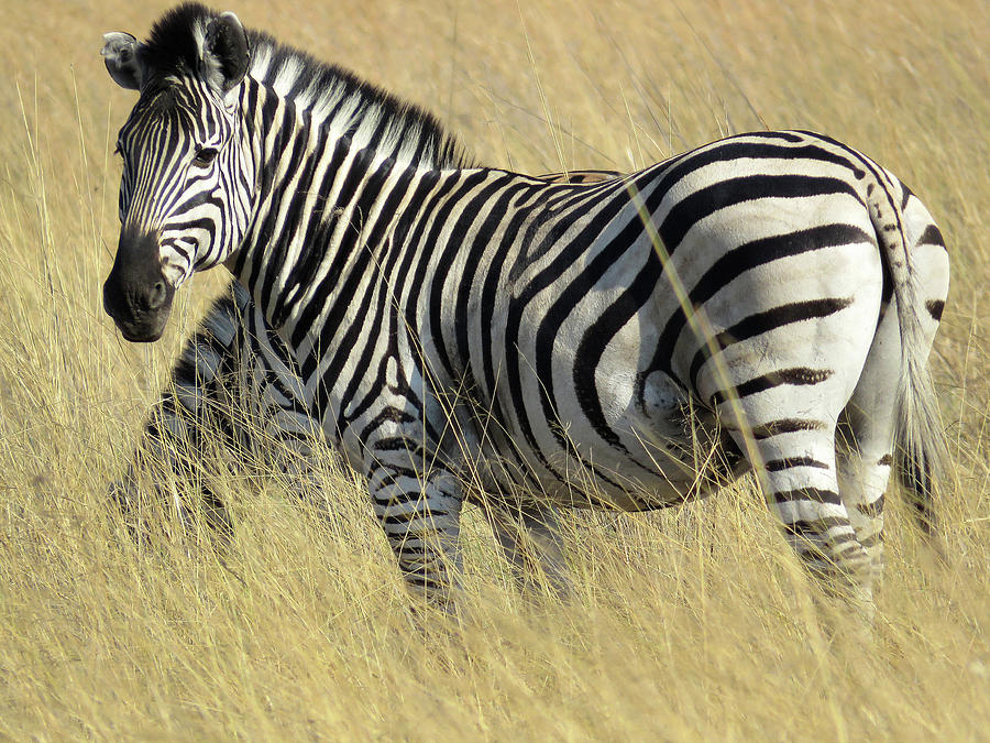 Zebra Photograph by Eric Pengelly