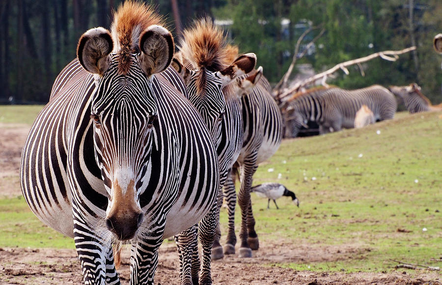 Zebra by Eye to Eye Xperience Zebra by Eye to Eye Xperience