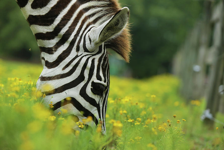Zebra Face Plant Photograph by Stamp City