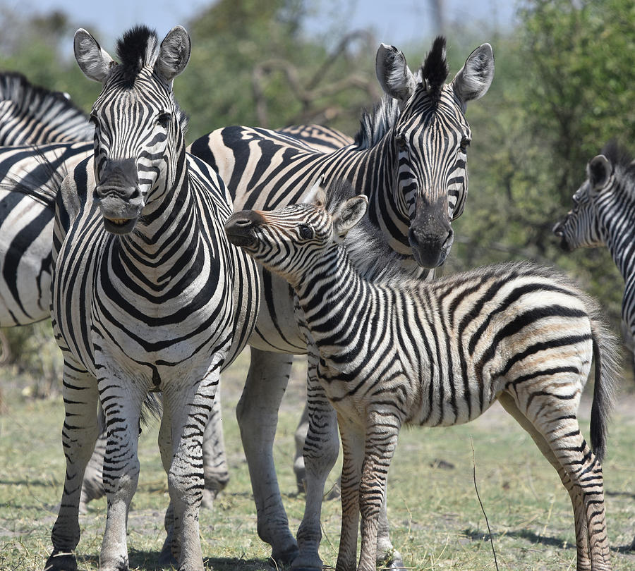 Zebra Family Photograph by Ben Foster